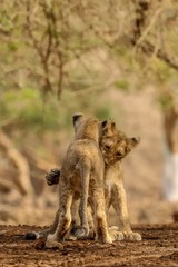 Fototapeta na wymiar lioness and cub
