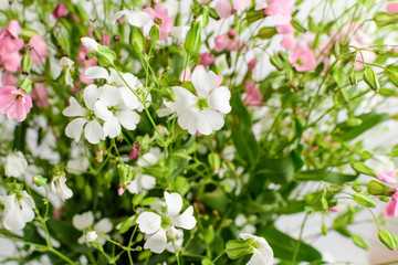 Obraz na płótnie Canvas Large bouquet with small white and pink flowers of Gypsophila elegans, commonly known as showy baby's-breath isolated on white background, beautiful indoor floral background photograph