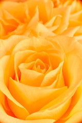 Yellow rose close-up on the background for Valentine's Day, mother's day, March 8th. Vertical image