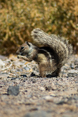 Ardilla de pie sobre la tierra comiendo frutos secos.