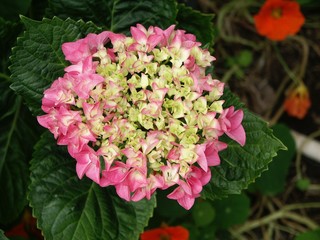 Lacy Hydrangea