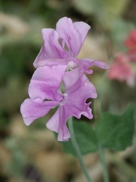 Sweetpea In Lilac