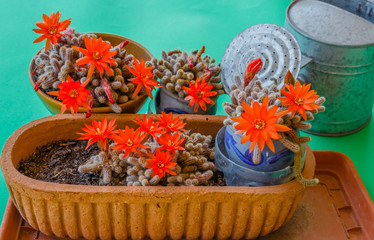 flowering cacti plant /The cactuses are flat plants,also called  succulents , they're leafless ,with thorns  and flowers attached to the stem,to absorb all the water even in arid  soils