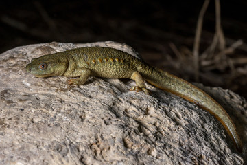 The Iberian ribbed newt, gallipato or Spanish ribbed newt (Pleurodeles waltl)