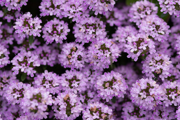 beautiful background thyme spring blossom pink flowers