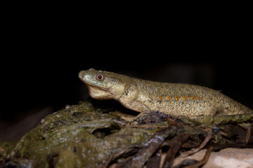 The Iberian ribbed newt, gallipato or Spanish ribbed newt (Pleurodeles waltl)