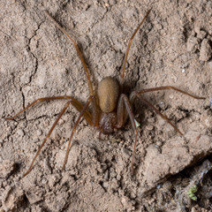 The Mediterranean recluse spider (Loxosceles rufescens)