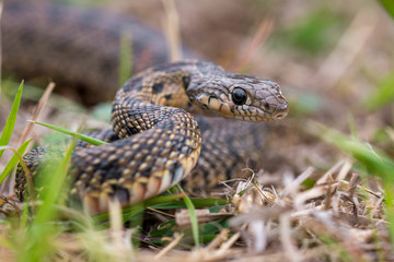 Horseshoe whip snake, hemorrhois hippocrepis portrait macro in nature.