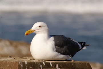 Sitting Seagull