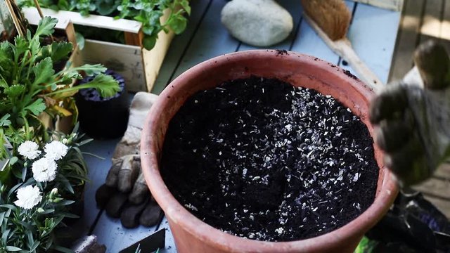 Fr&uuml;hling, Blumen und Pflanzen in Tont&ouml;pfe einpflanzen. 