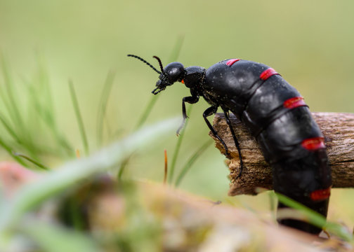 Red-striped Oil Beetle (Berberomeloe majalis)