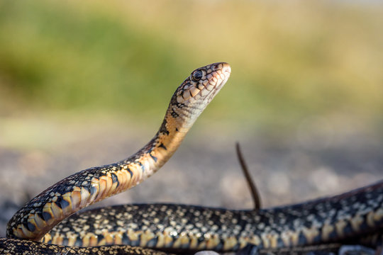 Horseshoe whip snake, hemorrhois hippocrepis portrait macro in nature.