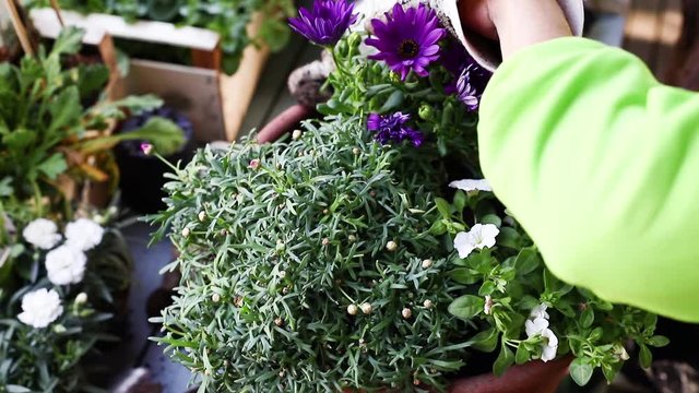Fr&uuml;hling, Blumen und Pflanzen in Tont&ouml;pfe einpflanzen. 