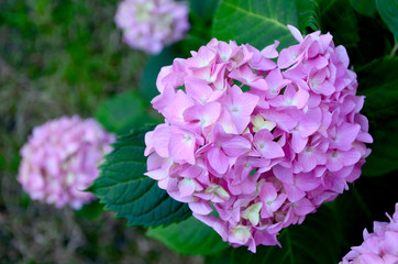  beautiful flowers in the garden pink blooming hydrangea