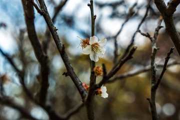 branches and Sakura flower of a tree in spring at Beppu central park