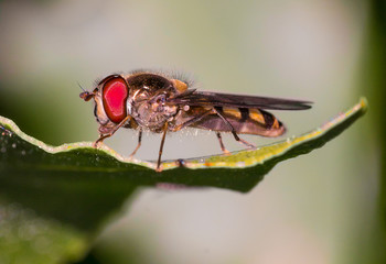 Close up of European tube wasp with red eyes, Ancistrocerus, on leaf