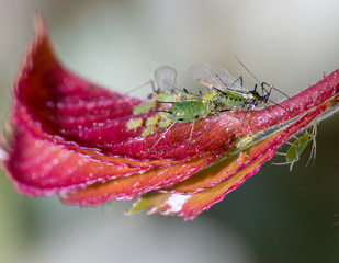Extreme close up of aphid colonie with babies on young leaf in spring, most serious destructive...