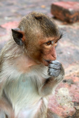 singe en libert&eacute; sur un mur dans la ville de lopburi en tha&iuml;lande
