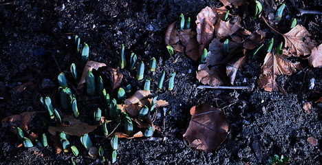 first spring 2020 then death cr2020darrelljbanks