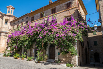 HIstorical center of Corinaldo with stone houses, chucrh, steps and flowers
