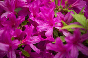 closeup blooming purple azalea flowers with water drop