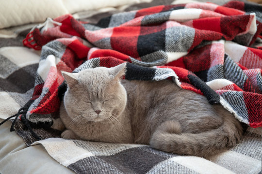 A beautiful cat lies on the bed. The cat is sleeping. Relaxation. Relax
