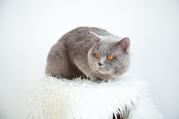 Beautiful cat is sitting in a room in the interior.