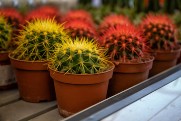 Decorative multicolored cacti. Many beautiful little cacti.