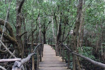 Obraz premium wooden bridge in the forest