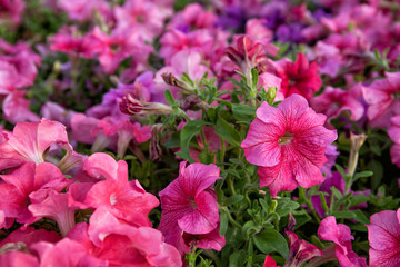 Fototapeta premium Beautiful petunia grows on the flower beds in the park