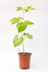 bean sprout in flower pot isolated on white background. Young bush of bean with no pods