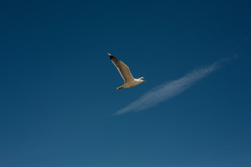 Bird flying against bright white fluffy cloud on a blue sky. A gull in the sky a bird flies against the blue sky.