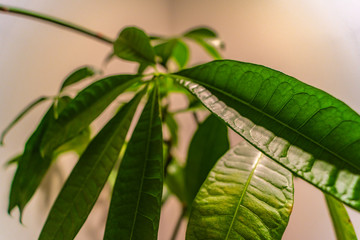 Houseplant small green palm tree 