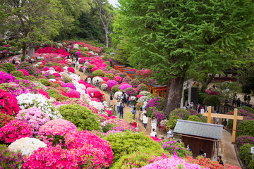 colorful blooming azalea flowers garden in a Nezu shrine Tokyo Japan