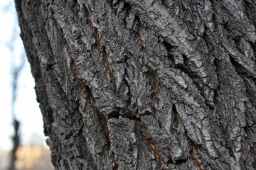 Grey wood background of tree bark