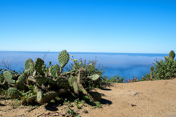 Fototapeta na wymiar Prickly cactus in the sand above the beautiful Pacific Ocean