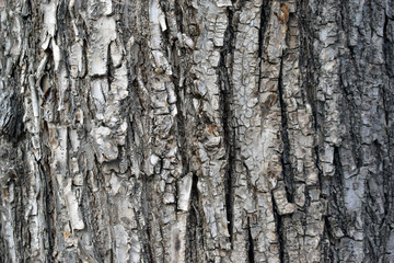 Grey wood background of tree bark