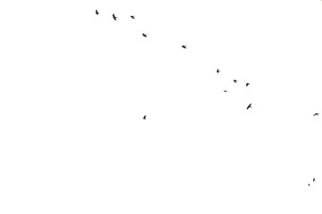 Black birds in the sky on a white background