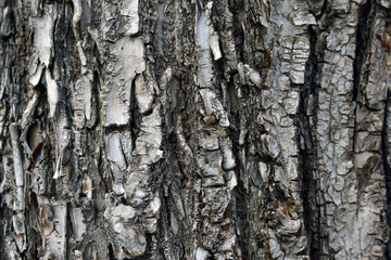 Grey wood background of tree bark