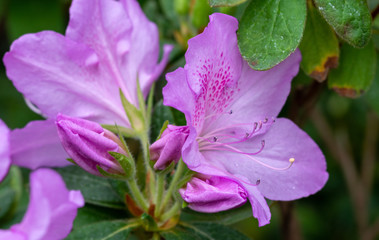 Azalea. A beautifully flowering species of plants from the genus Rhododendron.