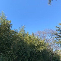 trees and sky