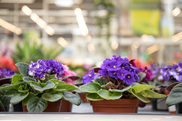 Fototapeta na wymiar Violet flower in a flower pot. Beautiful flower shop