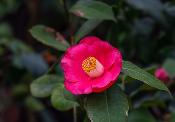 Camellia flowers. Evergreen. Tea families (Theaceae). Nature.