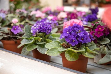 Violet flower in a flower pot. Beautiful flower shop