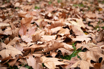 Dry leaves . Warm autumn day. Maple leaves