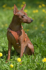 Miniature pinscher with uncut ears in the park