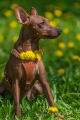 Miniature pinscher with uncut ears in the park