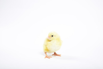 Chicken on a white isolated background. Beautiful yellow chick
