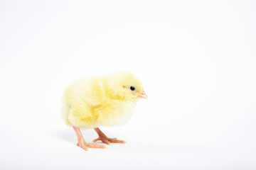 Chicken on a white isolated background. Beautiful yellow chick