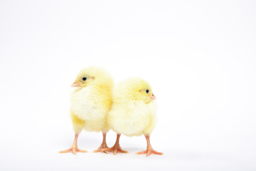Chicken on a white isolated background. Beautiful yellow chick